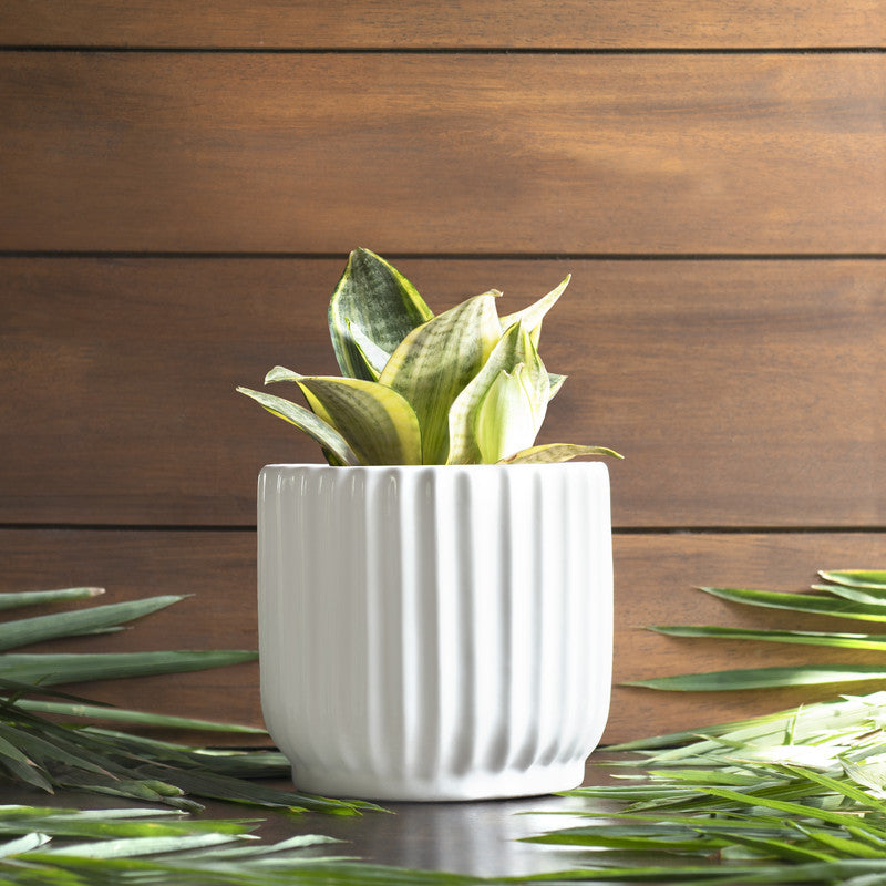 Ceramic Small Planter | White By Harla Arts